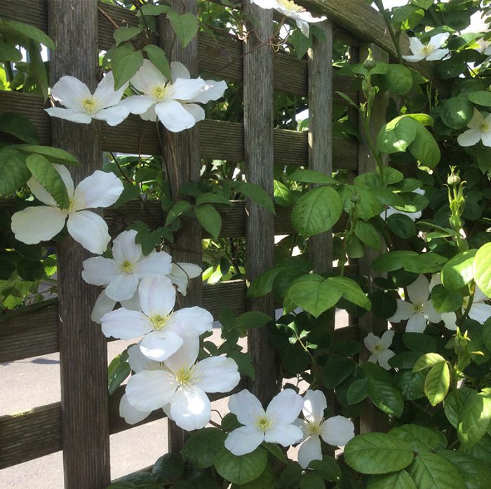 Broccoli Bottom Lettuce Lodge Gallery